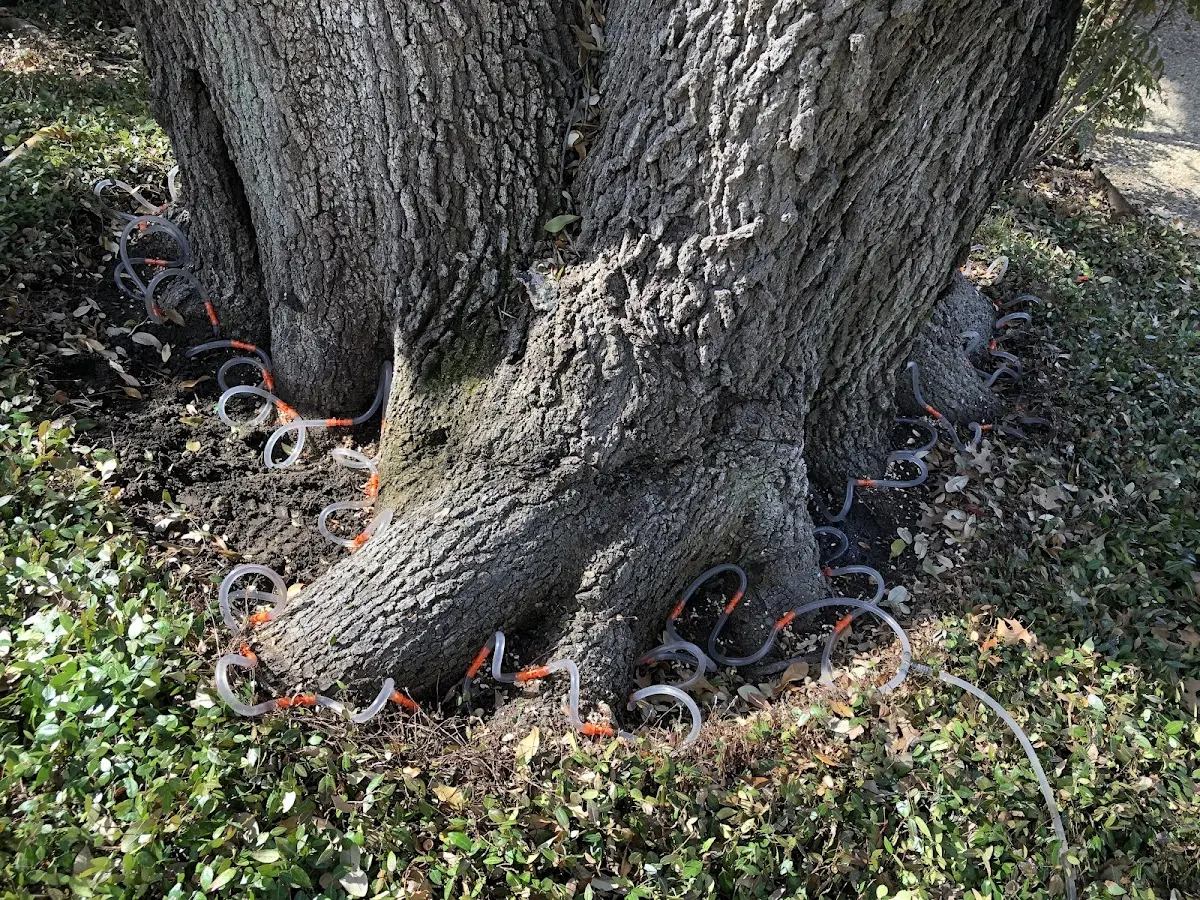 Detailed Tree Cabling and Bracing job site in Bonnieville