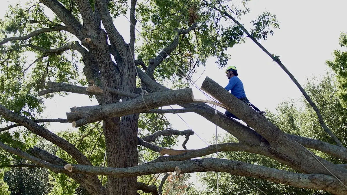 Professional Crown Thinning performed by certified arborists in Bonnieville