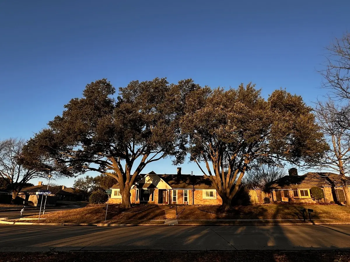 Established residential canopy tree shading a home in Bonnieville